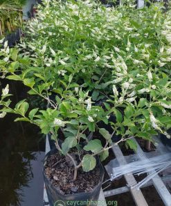 Cây cảnh bạch trầm hương