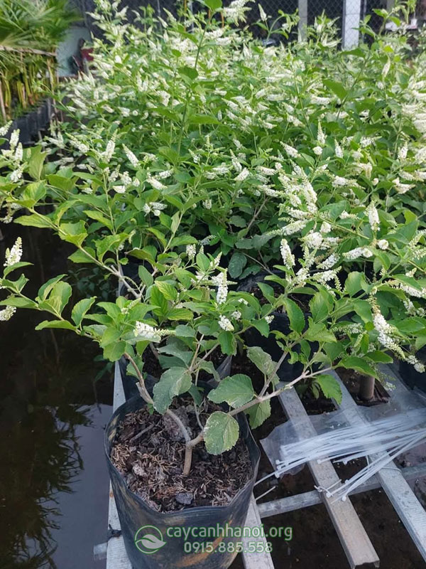 Cây cảnh bạch trầm hương