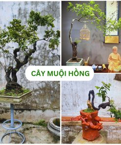Cây cảnh muội hồng đẹp