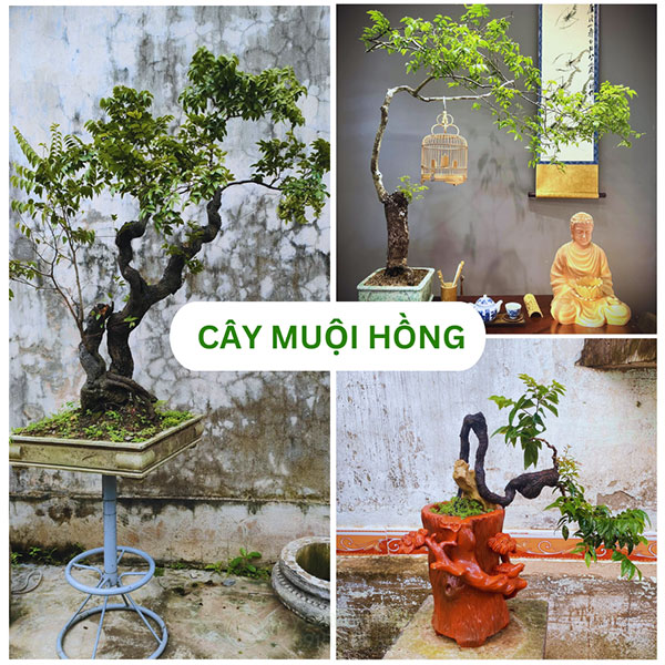Cây cảnh muội hồng đẹp