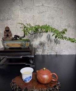 Cây cảnh muội hồng trang trí nội thất