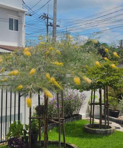 Cây cảnh ngoại nhập Grevillea bách chanh vàng