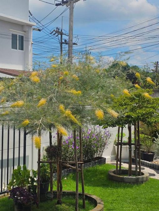 Cây cảnh ngoại nhập Grevillea bách chanh vàng