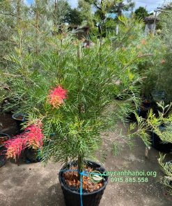 Cây cánh phượng Grevillea Superb thường được ứng dụng trong cảnh quan