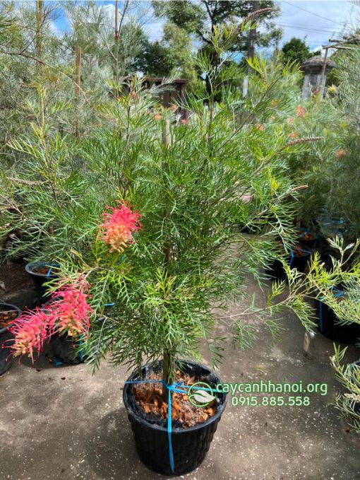 Cây cánh phượng Grevillea Superb thường được ứng dụng trong cảnh quan