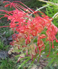 Cánh phượng Grevillea ‘Ned Kelly’
