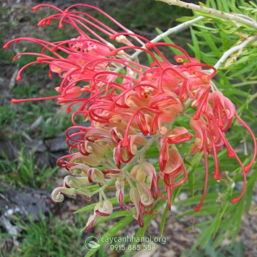 Cánh phượng Grevillea ‘Ned Kelly’