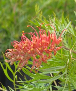 Cây cánh phượng Grevillea ‘Superb’