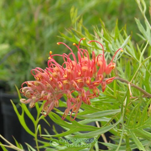 Cây cánh phượng Grevillea ‘Superb’