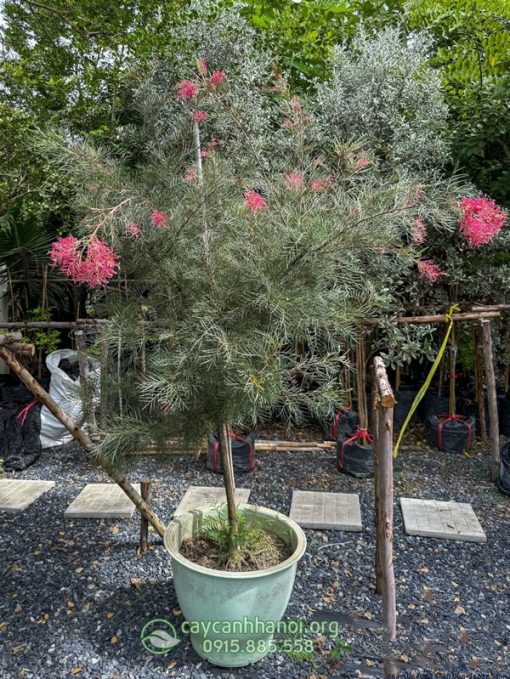 Cây cánh phượng Grevillea ‘Superb’ trồng chậu đẹp