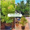Cây cánh phượng Grevillea Superb hay cây bách chanh Grevillea ‘Superb’