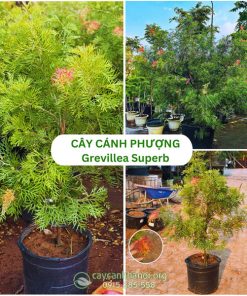 Cây cánh phượng Grevillea Superb hay cây bách chanh Grevillea ‘Superb’