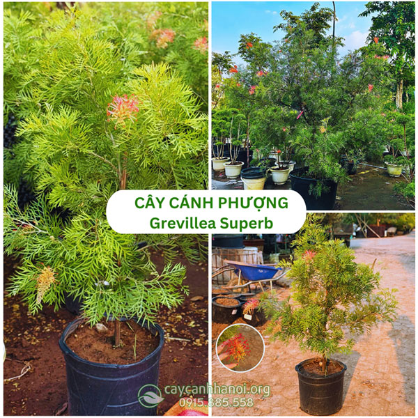 Cây cánh phượng Grevillea Superb hay cây bách chanh Grevillea ‘Superb’