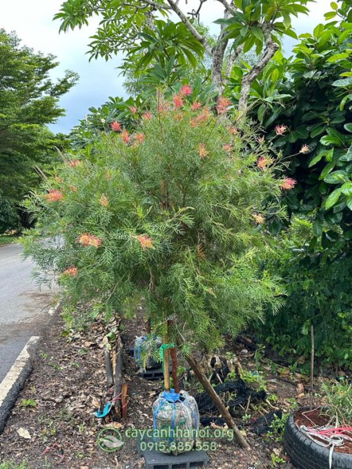 Cây cánh bướm hoa đỏ cam
