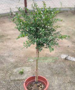 Cây chanh ngón tay có nguồn gốc từ Úc