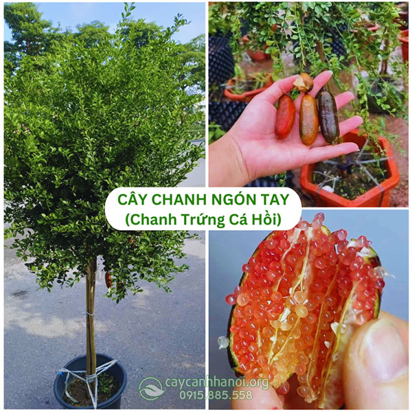 Cây chanh ngón tay loài cây ăn trái độc đáo
