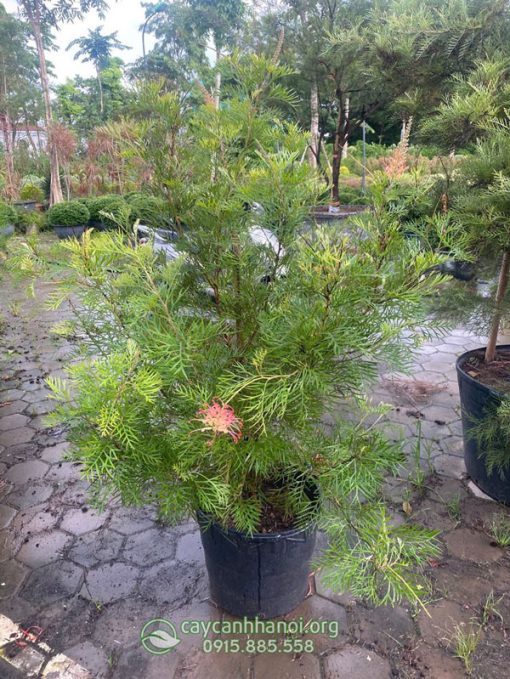 Cây hoa Grevillea Superb