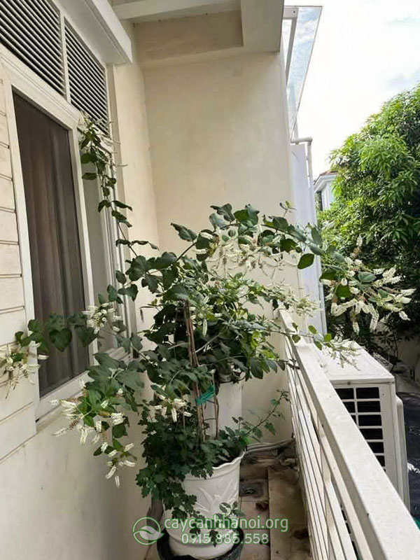 cây cảnh phong thủy bạch trầm hương