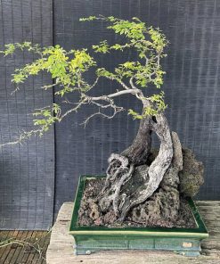 Chậu muội hồng bonsai để bàn đẹp