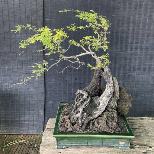 Chậu muội hồng bonsai để bàn đẹp