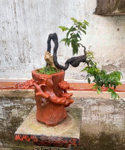 Cây muội hồng trong phong thủy mang đến nhiều may mắn