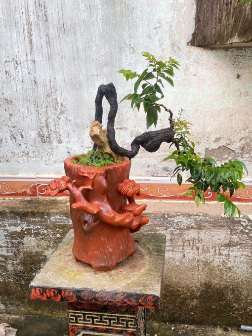 Cây muội hồng trong phong thủy mang đến nhiều may mắn