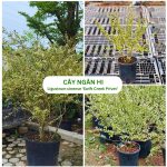 Cây Ngân Hi Ligustrum sinense ‘Swift Creek Privet’