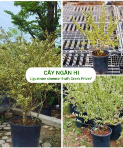 Cây Ngân Hi là cây bụi trang trí lá viền trắng