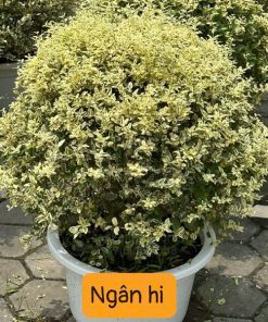 Cây ngân hi tán tròn