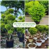 Cây thủy lạp ánh dương còn gọi là cây vàng bạc