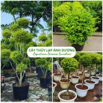 Cây Thủy Lạp Ánh Dương (Ligustrum Sinense Sunshine)