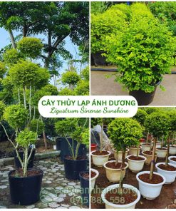 Cây thủy lạp ánh dương còn gọi là cây vàng bạc