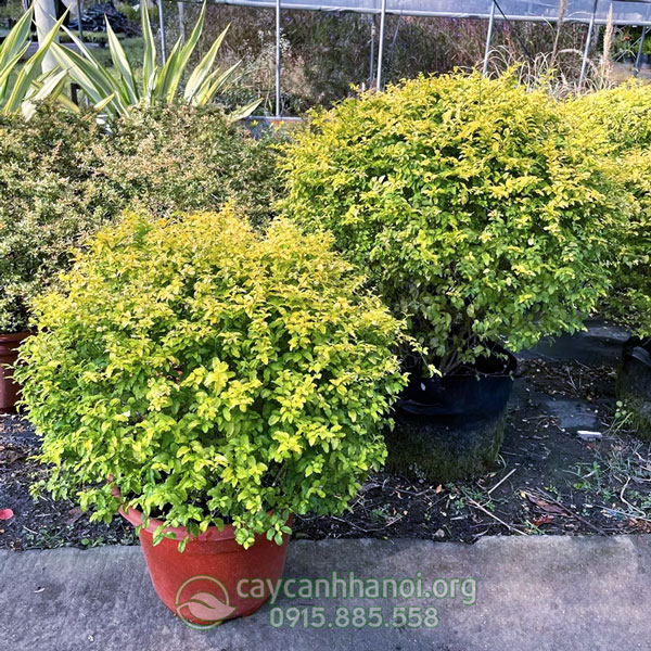 Cây thủy lạp ánh dương