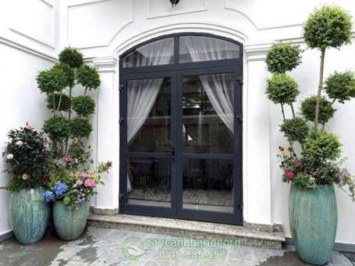 Cây thủy lạp Privet mang đến vể đẹp sang trọng
