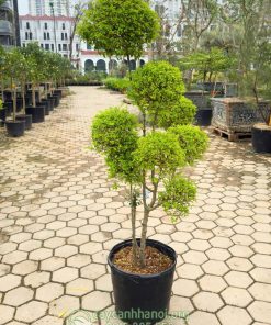 Cây vàng bạc ánh dương là cây thân gỗ dạng bụi