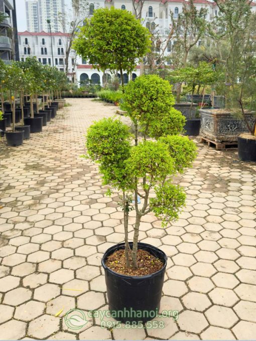 Cây vàng bạc ánh dương là cây thân gỗ dạng bụi
