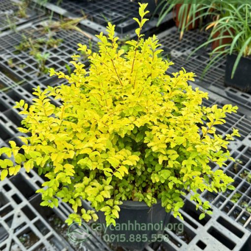 Cây vàng bạc ánh dương sở hữu bộ lá vàng chanh nổi bậc