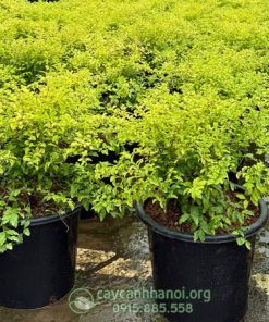 Cây vàng bạc có màu sắc bắt mắt