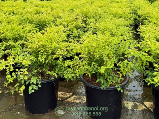 Cây vàng bạc có màu sắc bắt mắt