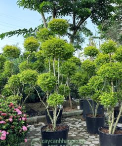 Cây vàng bạc dáng tổ chim