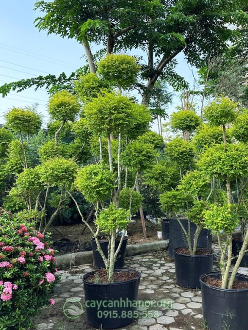 Cây vàng bạc dáng tổ chim