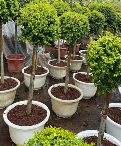 Cây vàng bạc dáng tree