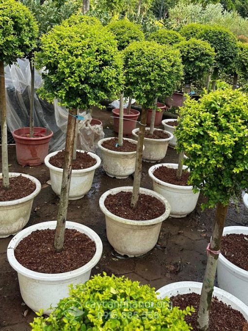 Cây vàng bạc dáng tree