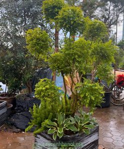 Cây vàng bạc trồng chậu đá mài đẹp
