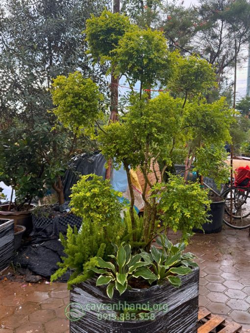 Cây vàng bạc trồng chậu đá mài đẹp