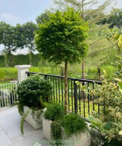 Cây vàng bạc trồng tiểu cảnh đẹp