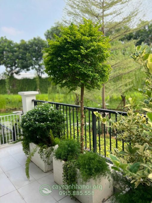 Cây vàng bạc trồng tiểu cảnh đẹp
