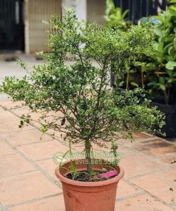 Cây chanh ngón tay mang đến nhiều may mắn và tài lộc