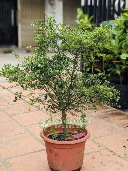 Cây chanh ngón tay mang đến nhiều may mắn và tài lộc
