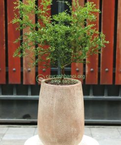 Chanh ngón tay trồng chậu đá mài làm cảnh